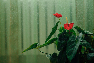 Red buds of Anthurium on rich green foliage. Water droplets create a magical atmosphere. High quality photo