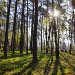 forest in autumn