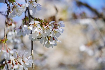 Blooming white spring trees - nature background - spring tree - spring background.