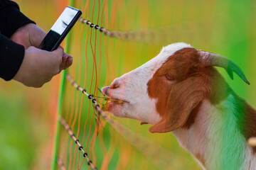 Ziege und Handy