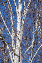 Birch in early spring without leaves on a sunny cloudless day