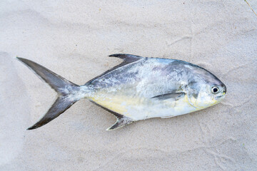Freshly caught pompano fish on dry sand