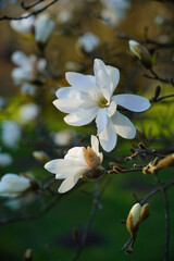 Beautiful white flowering magnolia - flowering tree - early spring - selective focus