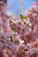 Pink flowering tree over nature background - Cherry blossoms -  spring tree - Spring Background