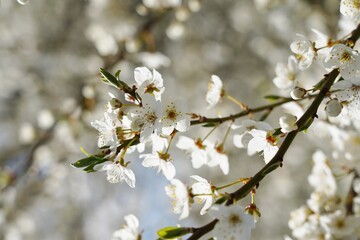 Blooming white spring trees - nature background - spring tree - spring background.