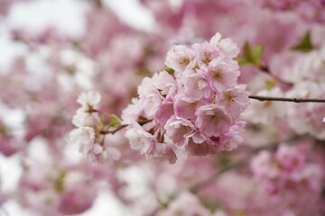 Pink flowering tree over nature background - Cherry blossoms -  spring tree - Spring Background