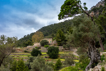 Fototapeta na wymiar Wanderurlaub Mallorca - Wanderung zwischen Banyalbufar und Estellencs durch das Landgut, die Finca Planícia: schöne uralte Olivenbäume