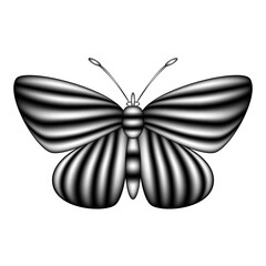 Striped butterfly isolated on white, vector illustration
