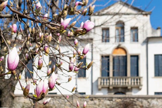 
tree with fiola flowers and ancient house on background