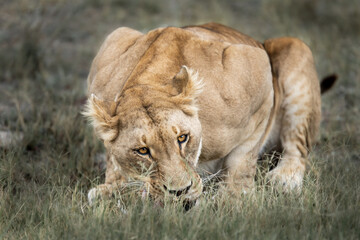 African lioness Queen of the jungle eating - Mighty wild animal in nature, roaming the grasslands...