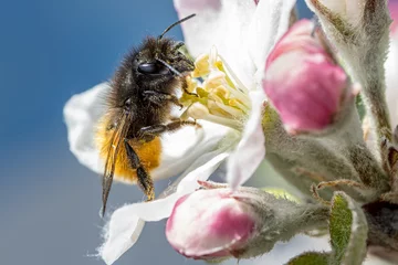 Fototapete Rund a horned mason bee (Osmia Cornuta) on an apple blossom © Uwe