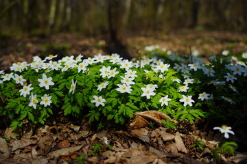 Spring forest and beautiful , white anemones. Anemone nemorosa