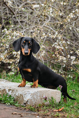 Standard smooth haired dachshund of black and tan color at the dog show. Rabbit dachshund teen face portrait close up. Dog looks carefully ahead and poses beautifully.