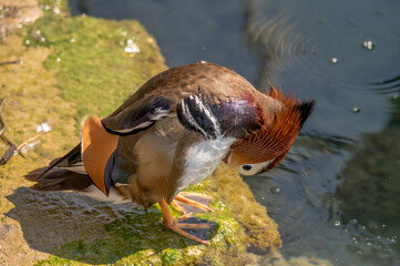 One adult male mandarin duck standing on rock beside lake Geneva, Switzerland. Aix galericulata.