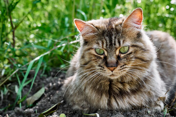 Naklejka na ściany i meble Close up portrait of beautiful striped ginger cat with long hair, green eyes and long moustache lying in the garden. Household pet.