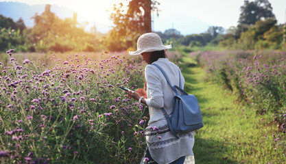 Happy Femal torist take a photo of flower by mobile phone, lifestyle of tourist in flower field
