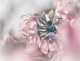 Apple tree in blossom 