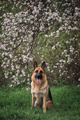 Cherry blossoms and apple trees. German Shepherd black and red color and blooming gardens. Portrait of domestic dog in luxurious white and pink flowers blooming in spring on fruit trees.