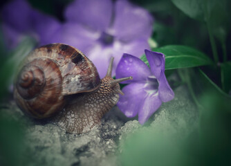 snail with flowers 