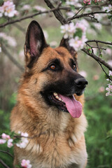 Cherry blossoms and apple trees. German Shepherd black and red color and blooming gardens. Portrait of domestic dog in luxurious white and pink flowers blooming in spring on fruit trees.