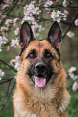 Cherry blossoms and apple trees. German Shepherd black and red color and blooming gardens. Portrait of domestic dog in luxurious white and pink flowers blooming in spring on fruit trees.