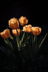 Yellow tulips in backlight