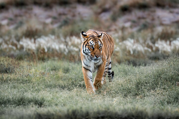Tiger wildlife scene. Great big cat in nature. This powerful predator is the largest living cat species. Endangered animal in natural habitat. 