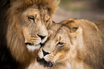 Fototapeta na wymiar Intimate moment shared by this loving African lion couple, Mighty wild animal in nature, roaming the grasslands and savannah of Africa