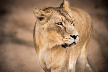 Majestic African lioness Queen of the jungle - Mighty wild animal in nature, roaming the grasslands and savannah of Africa - obrazy, fototapety, plakaty