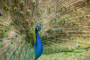 Naklejka premium bright peacock with loose feathers close-up