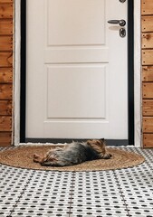 cat and dog