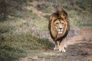 Majestic male African lion king of the jungle - Mighty wild animal in nature, roaming the grasslands and savannah of Africa