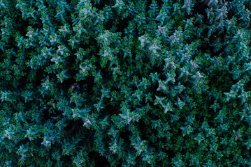 Close-up of cineraria plant leaves, dusty miller background. Tidewater green trend color. Horizontal orientation, selective focus, top view.