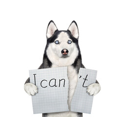 A dog husky tears a sheet of paper with the lettering  I can't. White background. Isolated. © iridi66