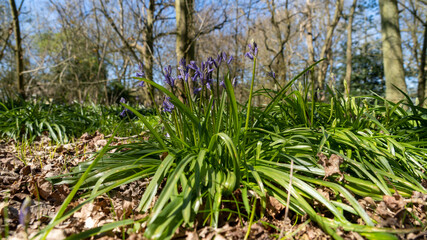 Low Level Forest Floor View of Bluebell plant showing green leaf and purple blue flowers