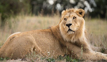 Majestic male African lion lying in his natural habitat - Mighty wild animal in nature, roaming the grasslands and savannah of Africa