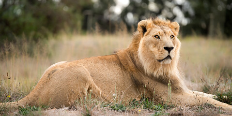 Mighty African lion king of the jungle - breathtaking wild animal in nature, roaming the grasslands and savannah of Africa