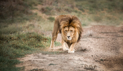 Majestic male African lion king of the jungle roaming the grasslands and savannah of Africa