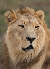 Portrait of majestic male African lion king of the jungle - Big yawn from a majestic male African lion king of the jungle