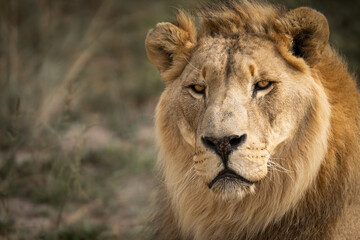 Portrait of male African lion king of the jungle - Mighty wild animal in nature, roaming the grasslands and savannah of Africa