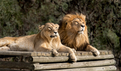 Majestic African lion couple looking out across the savannah - Mighty wild animals in nature.