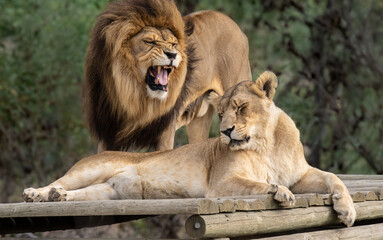 Playful roar for his lioness from this majestic African male lion. Loving lion couple lying on wood shelter