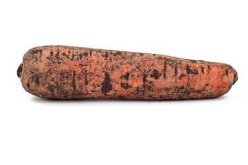 Single fresh, unpeeled carrot with soil residues