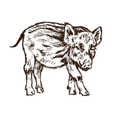 Wild boar (Sus scrofa) piglet standing side view,  gravure style ink drawing illustration isolated on white