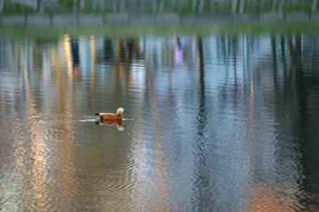 The duck swims in the city pond against the backdrop of the setting sun. Reflections of trees in the water.
