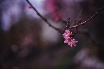 Small pink peach flowers blossom in spring tome. Peach flowers close up.