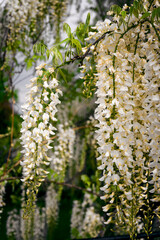 White wistarie flowers in detail outdoors.