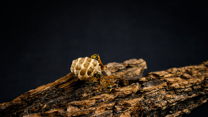 Two wasps and a small nest on the bark of a tree.