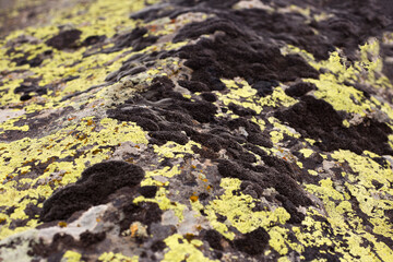 Moss and lichen growing on grey rock. Natural texture background
