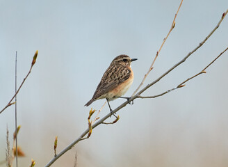 sparrow on a branch